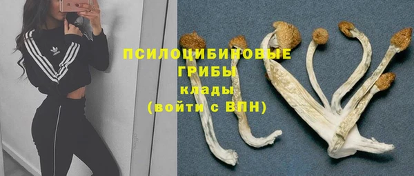 стаф Алзамай